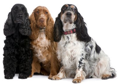 englishcockerspaniels-th1