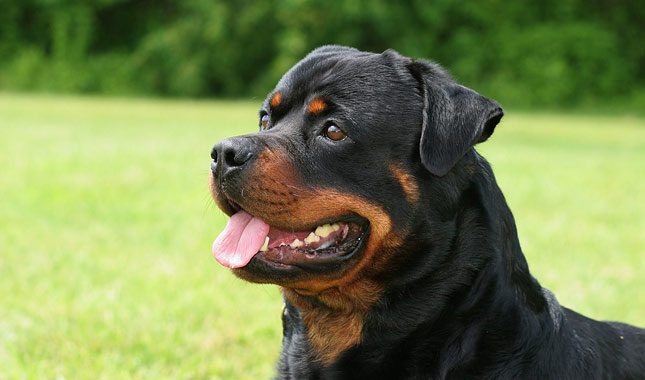 Rottweiler-1-645mk062811