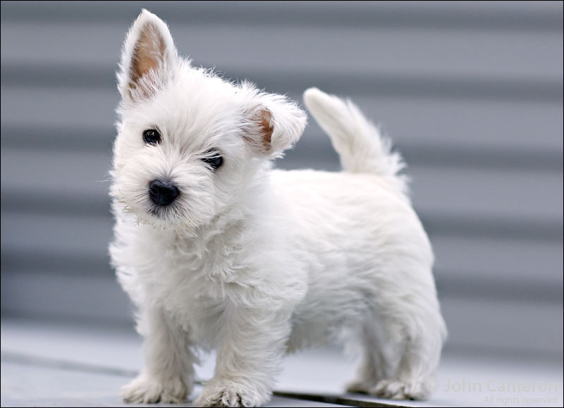 west-highland-white-terrier-08
