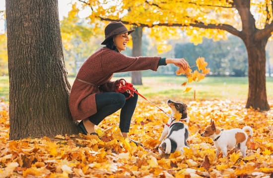 Happy young woman playing with dogs outdoors in autumn